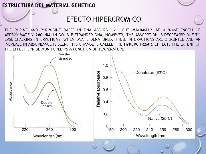 ESTRUCTURA DEL MATERIAL GENETICO EFECTO HIPERCRÓMICO THE PURINE AND PYRIMIDINE BASES IN DNA ABSORB