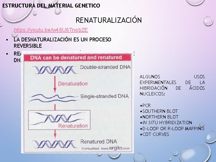 ESTRUCTURA DEL MATERIAL GENETICO RENATURALIZACIÓN https: //youtu. be/w 48 U 6 Tnob. ZE •