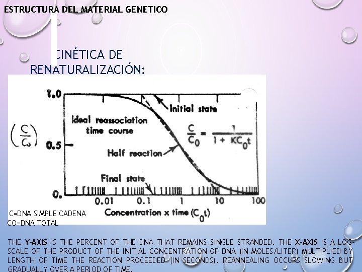 ESTRUCTURA DEL MATERIAL GENETICO CINÉTICA DE RENATURALIZACIÓN: CURVAS “COT” C=DNA SIMPLE CADENA CO=DNA TOTAL