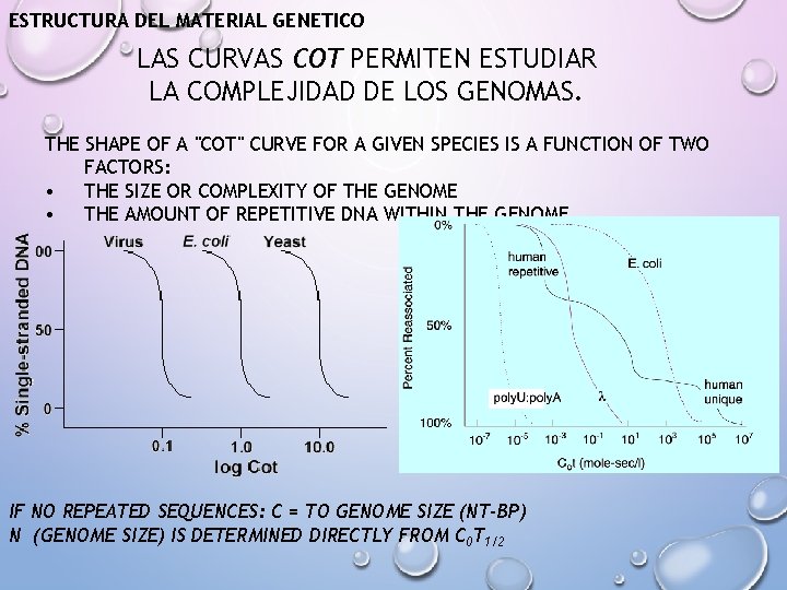 ESTRUCTURA DEL MATERIAL GENETICO LAS CURVAS COT PERMITEN ESTUDIAR LA COMPLEJIDAD DE LOS GENOMAS.