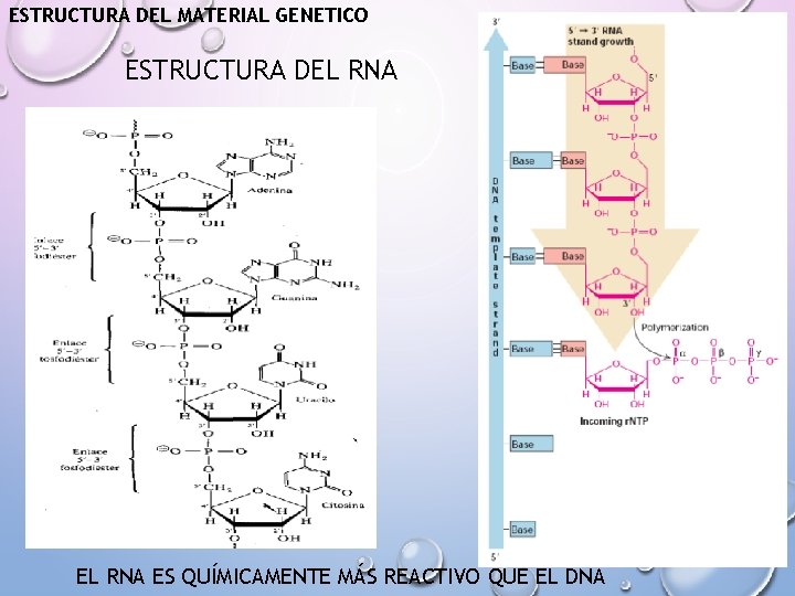 ESTRUCTURA DEL MATERIAL GENETICO ESTRUCTURA DEL RNA ES QUÍMICAMENTE MÁS REACTIVO QUE EL DNA