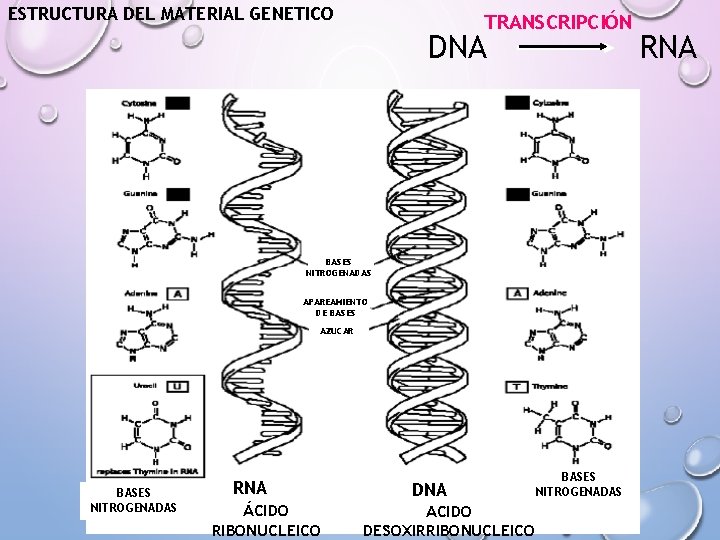 ESTRUCTURA DEL MATERIAL GENETICO TRANSCRIPCIÓN DNA BASES NITROGENADAS APAREAMIENTO DE BASES AZUCAR BASES NITROGENADAS