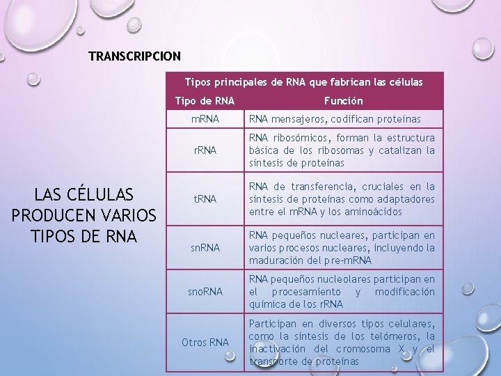 TRANSCRIPCION Tipos principales de RNA que fabrican las células Tipo de RNA LAS CÉLULAS