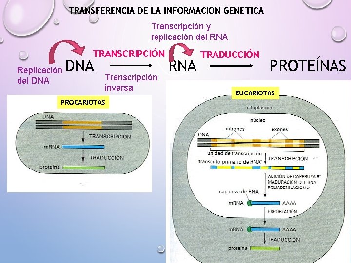 TRANSFERENCIA DE LA INFORMACION GENETICA Transcripción y replicación del RNA TRANSCRIPCIÓN Replicación del DNA