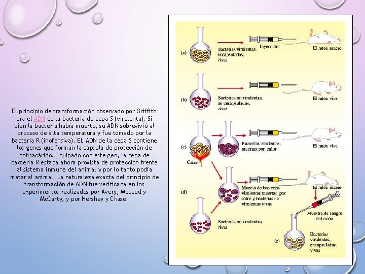El principio de transformación observado por Griffith era el ADN de la bacteria de