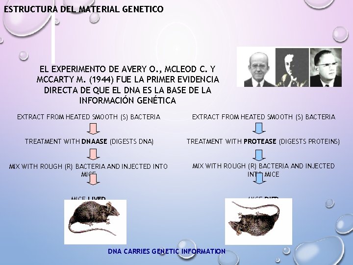 ESTRUCTURA DEL MATERIAL GENETICO EL EXPERIMENTO DE AVERY O. , MCLEOD C. Y MCCARTY