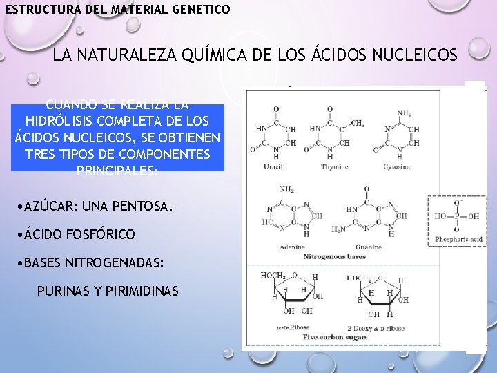ESTRUCTURA DEL MATERIAL GENETICO LA NATURALEZA QUÍMICA DE LOS ÁCIDOS NUCLEICOS CUANDO SE REALIZA
