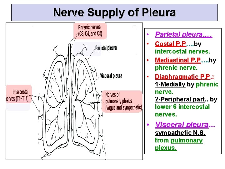 Nerve Supply of Pleura • Parietal pleura…. • Costal P. P…. by intercostal nerves.