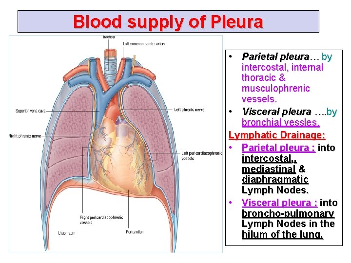 Blood supply of Pleura • Parietal pleura… by intercostal, internal thoracic & musculophrenic vessels.