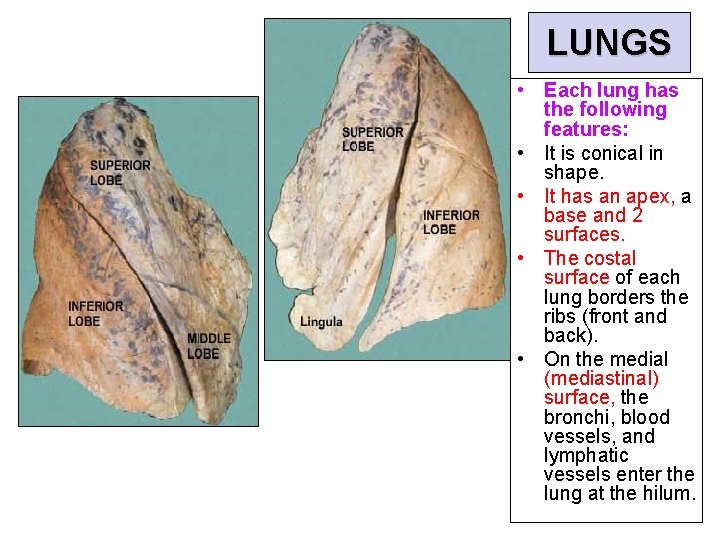 LUNGS • Each lung has the following features: • It is conical in shape.