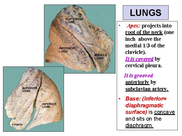 LUNGS • Apex: projects into root of the neck (one inch above the medial