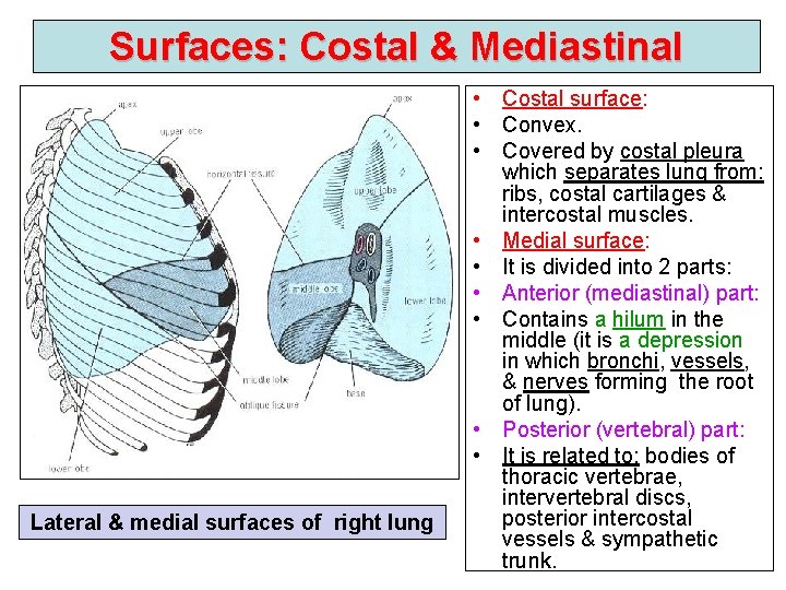 Surfaces: Costal & Mediastinal Lateral & medial surfaces of right lung • Costal surface:
