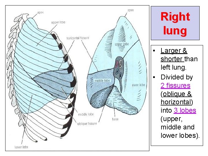 Right lung • Larger & shorter than left lung. • Divided by 2 fissures