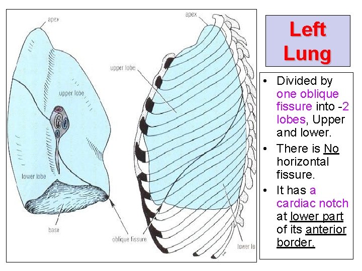 Left Lung • Divided by one oblique fissure into -2 lobes, Upper and lower.