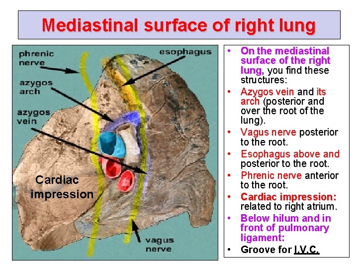 Mediastinal surface of right lung Cardiac impression • On the mediastinal surface of the