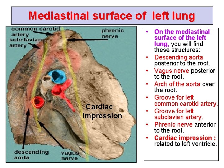 Mediastinal surface of left lung Cardiac impression • On the mediastinal surface of the