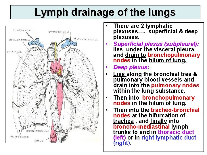 Lymph drainage of the lungs • There are 2 lymphatic plexuses…. superficial & deep