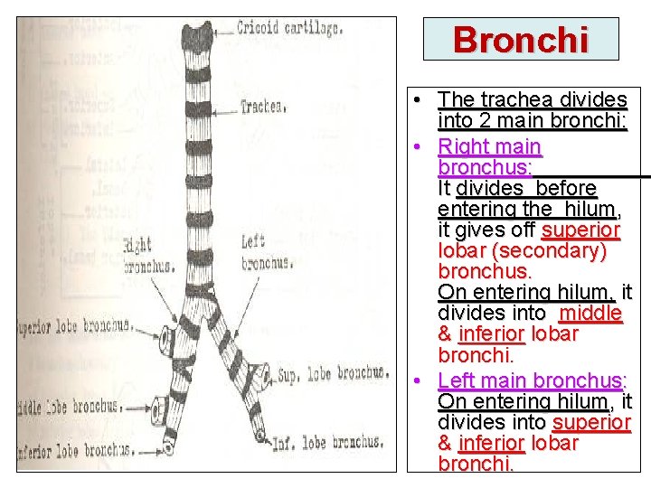 Bronchi • The trachea divides into 2 main bronchi: • Right main bronchus: It