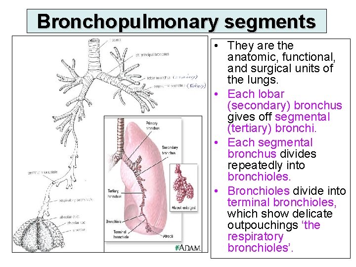 Bronchopulmonary segments • They are the anatomic, functional, and surgical units of the lungs.