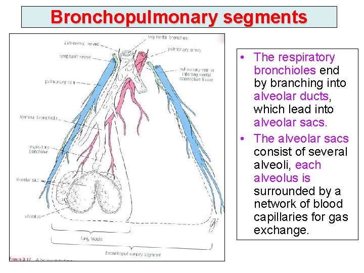Bronchopulmonary segments • The respiratory bronchioles end by branching into alveolar ducts, which lead