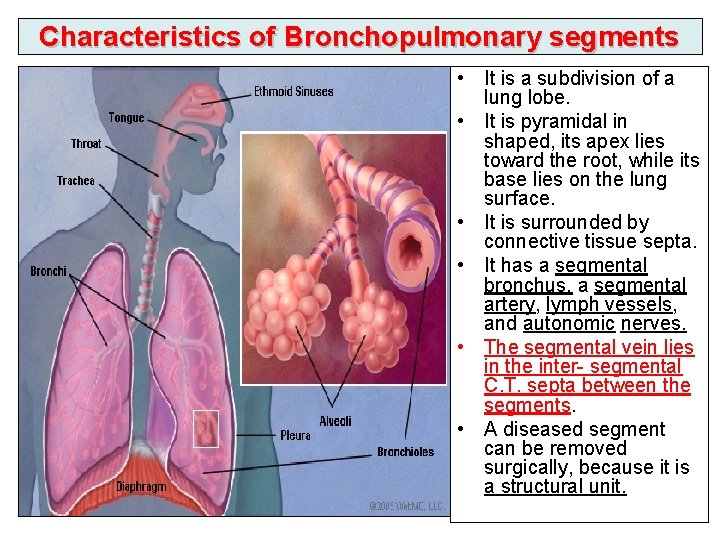 Characteristics of Bronchopulmonary segments • It is a subdivision of a lung lobe. •