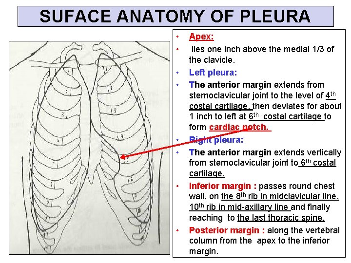 SUFACE ANATOMY OF PLEURA • • Apex: lies one inch above the medial 1/3