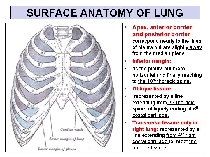 SURFACE ANATOMY OF LUNG • Apex, anterior border and posterior border • • •