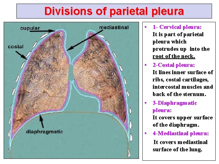 Divisions of parietal pleura • 1 - Cervical pleura: It is part of parietal
