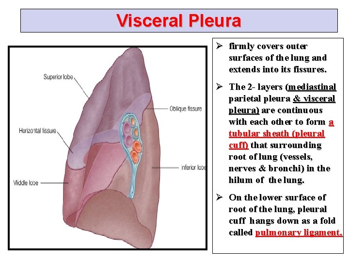 Visceral Pleura Ø firmly covers outer surfaces of the lung and extends into its