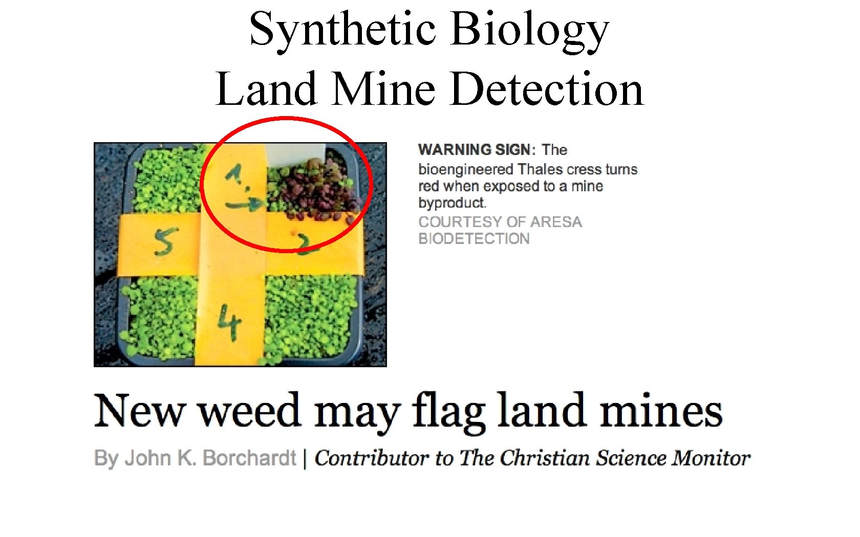 Synthetic Biology Land Mine Detection 