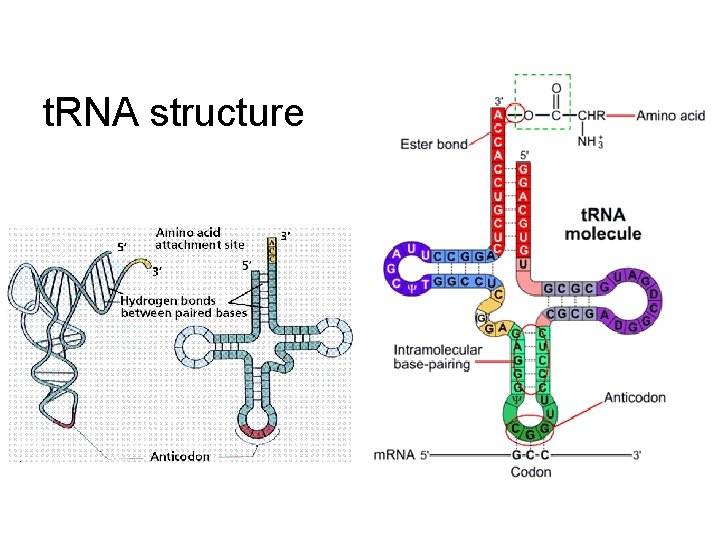 t. RNA structure 