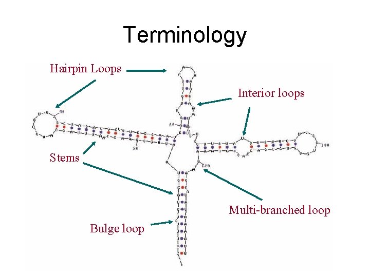 Terminology Hairpin Loops Interior loops Stems Multi-branched loop Bulge loop 