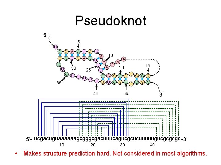 Pseudoknot 5’ 5 10 30 15 20 25 35 40 45 3’ 5’- ucgacuguaaaaaagcgggcgacuuucagucgcucuuuuugucgcgcgc