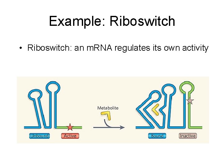 Example: Riboswitch • Riboswitch: an m. RNA regulates its own activity 