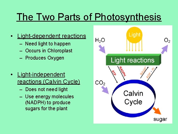 Photosynthesis and Cell Respiration How do organisms obtain