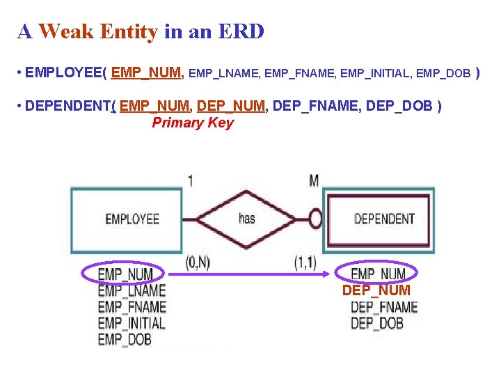 A Weak Entity in an ERD • EMPLOYEE( EMP_NUM, EMP_LNAME, EMP_FNAME, EMP_INITIAL, EMP_DOB ) A Weak Entity in an ERD • EMPLOYEE( EMP_NUM, EMP_LNAME, EMP_FNAME, EMP_INITIAL, EMP_DOB )