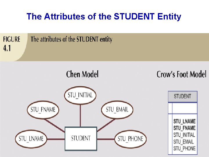 The Attributes of the STUDENT Entity The Attributes of the STUDENT Entity
