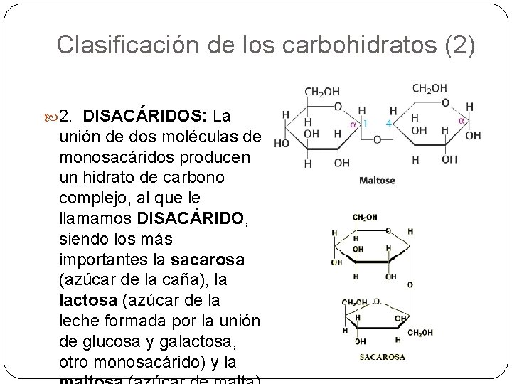 Clasificación de los carbohidratos (2) 2. DISACÁRIDOS: La unión de dos moléculas de monosacáridos
