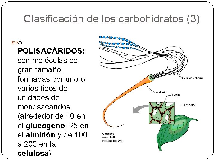 Clasificación de los carbohidratos (3) 3. POLISACÁRIDOS: son moléculas de gran tamaño, formadas por