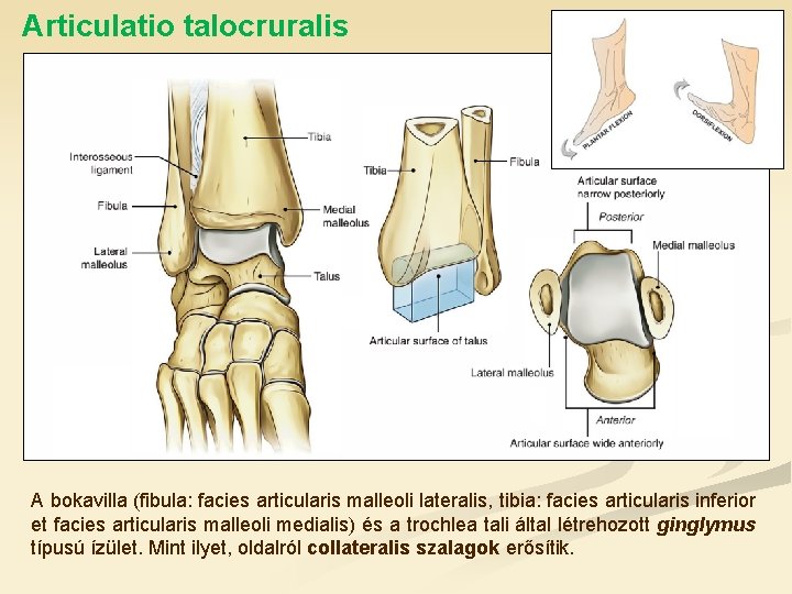 Articulatio talocruralis A bokavilla (fibula: facies articularis malleoli lateralis, tibia: facies articularis inferior et