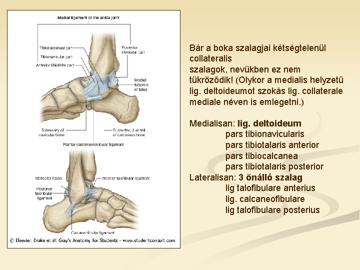 Bár a boka szalagjai kétségtelenül collateralis szalagok, nevükben ez nem tükröződik! (Olykor a medialis