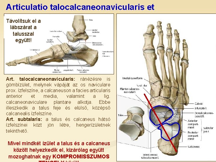 Articulatio talocalcaneonavicularis et subtalaris Távolítsuk el a lábszárat a talusszal együtt! Art. talocalcaneonavicularis: ránézésre