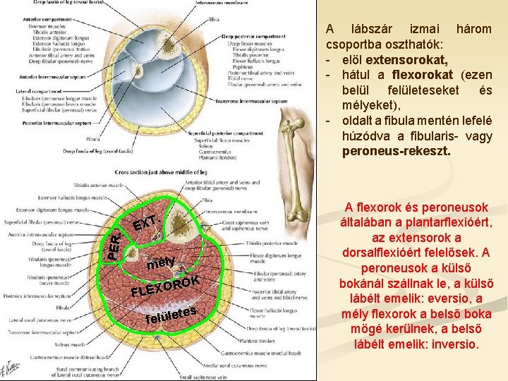 PER. A lábszár izmai három csoportba oszthatók: - elöl extensorokat, - hátul a flexorokat