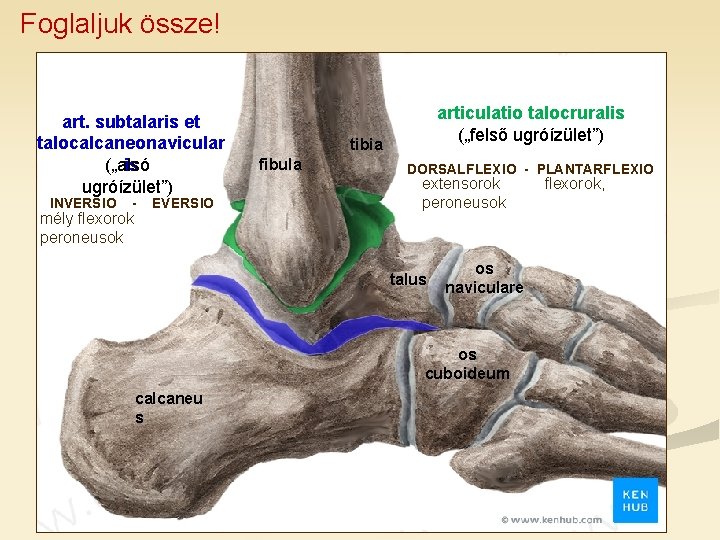 Foglaljuk össze! art. subtalaris et talocalcaneonavicular is („alsó ugróízület”) INVERSIO - mély flexorok peroneusok