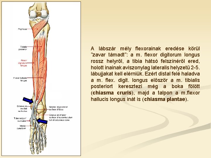A lábszár mély flexorainak eredése körül ”zavar támadt”: a m. flexor digitorum longus rossz