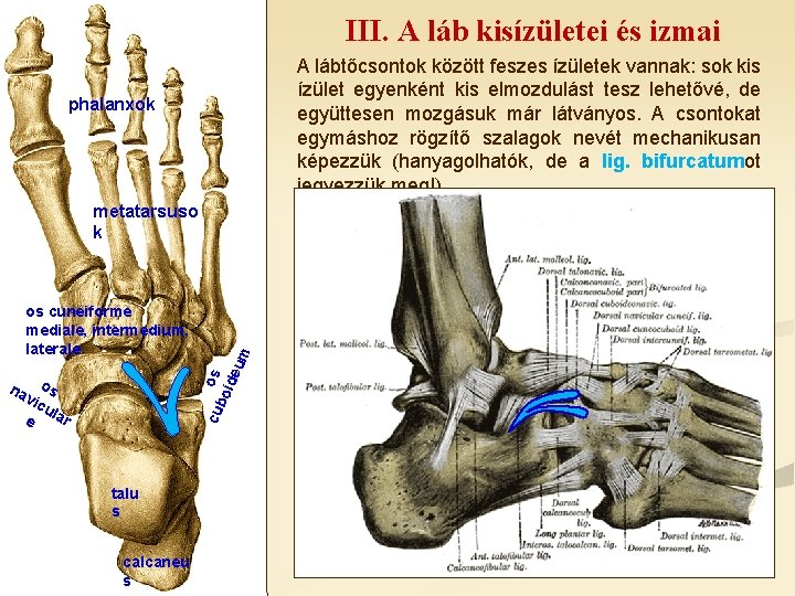 III. A láb kisízületei és izmai A lábtőcsontok között feszes ízületek vannak: sok kis