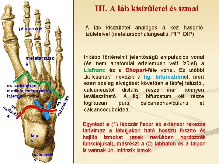 III. A láb kisízületei és izmai A láb kisízületei analógok a kéz hasonló ízületeivel