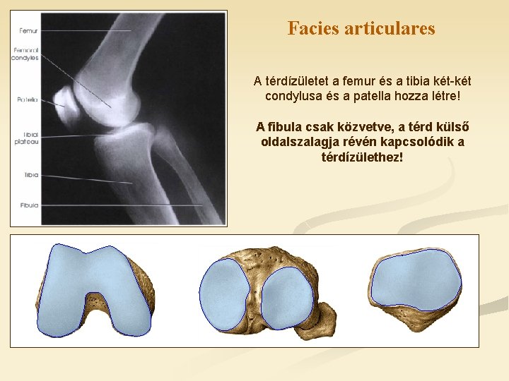 Facies articulares A térdízületet a femur és a tibia két-két condylusa és a patella
