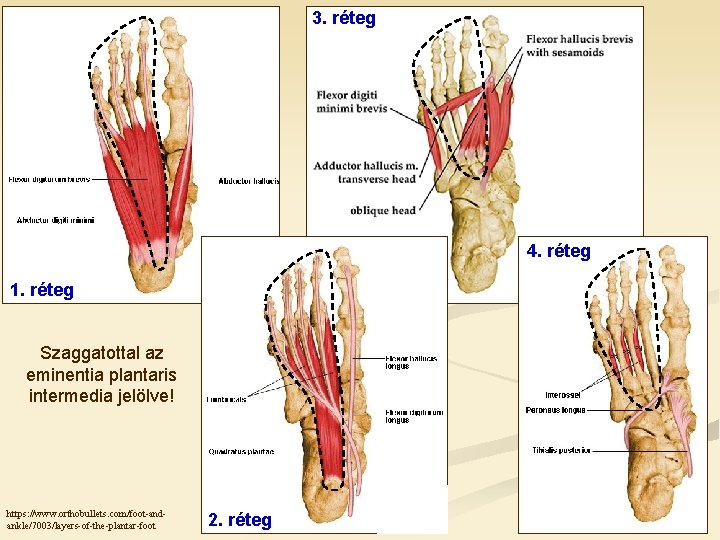 3. réteg 4. réteg 1. réteg Szaggatottal az eminentia plantaris intermedia jelölve! https: //www.