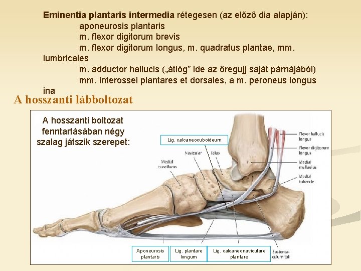 Eminentia plantaris intermedia rétegesen (az előző dia alapján): aponeurosis plantaris m. flexor digitorum brevis